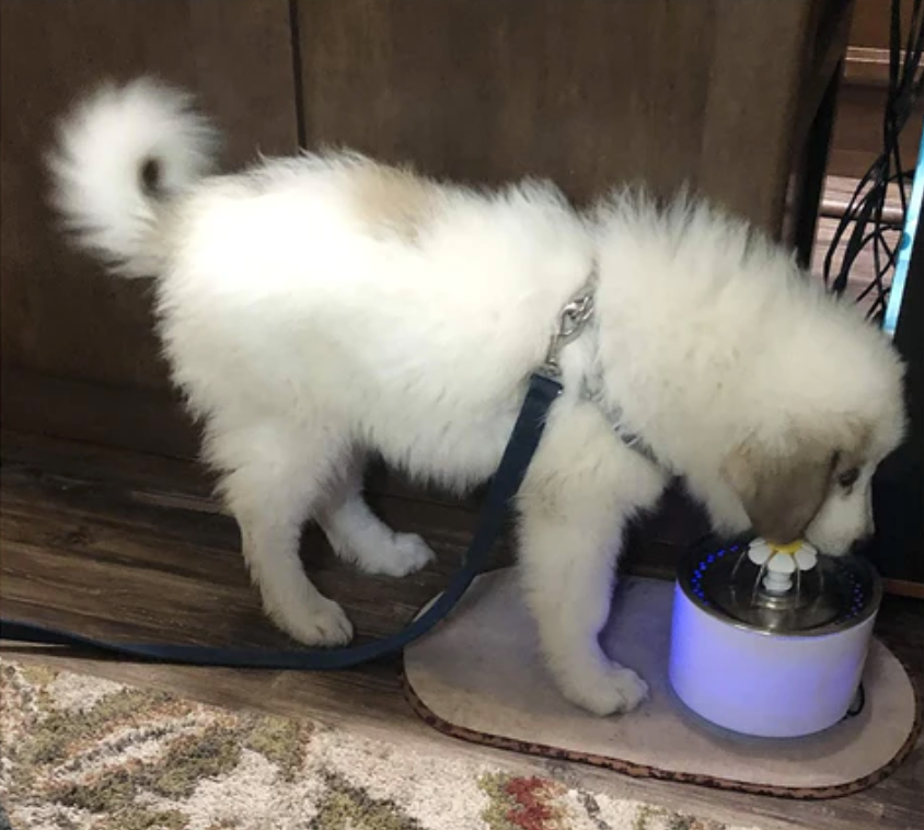 Pet Water Fountain