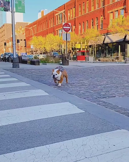 Dog Self Backpack